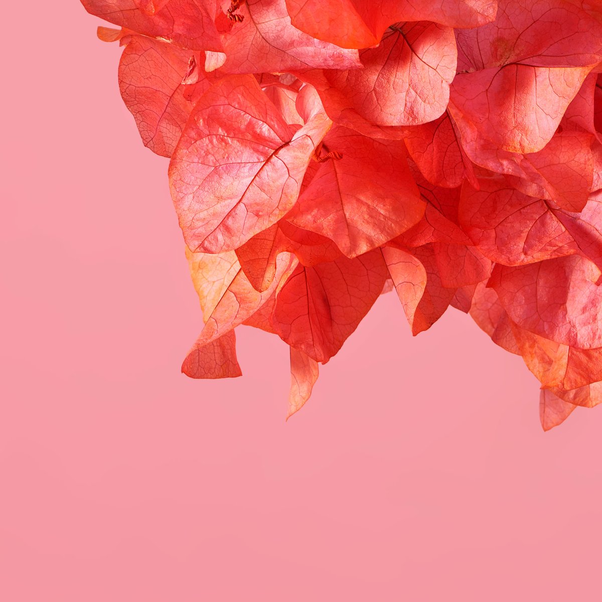 Portraitdefleur's tweet photo. Something New ⭐️
#flower #flowerphotography #flowerart #flowerportrait #stilllife #flowerlover #creativefreelancer #mauritius #tropical #tropicalflowers #naturemorte #NFT #portraitdefleur #flowers #flowerart #flowerpower #NFTCommmunity #NFTs https://t.co/qTxOLNoEIt