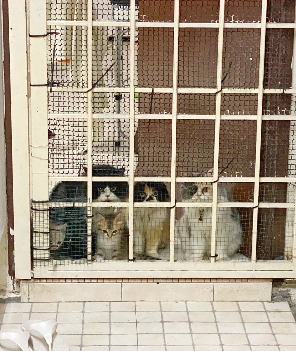 frdsh_'s tweet image. Just a photo of my neighbour’s cats (depan rumah) waiting for their owner to release them so they all could run into my house for free flow of food and toys.