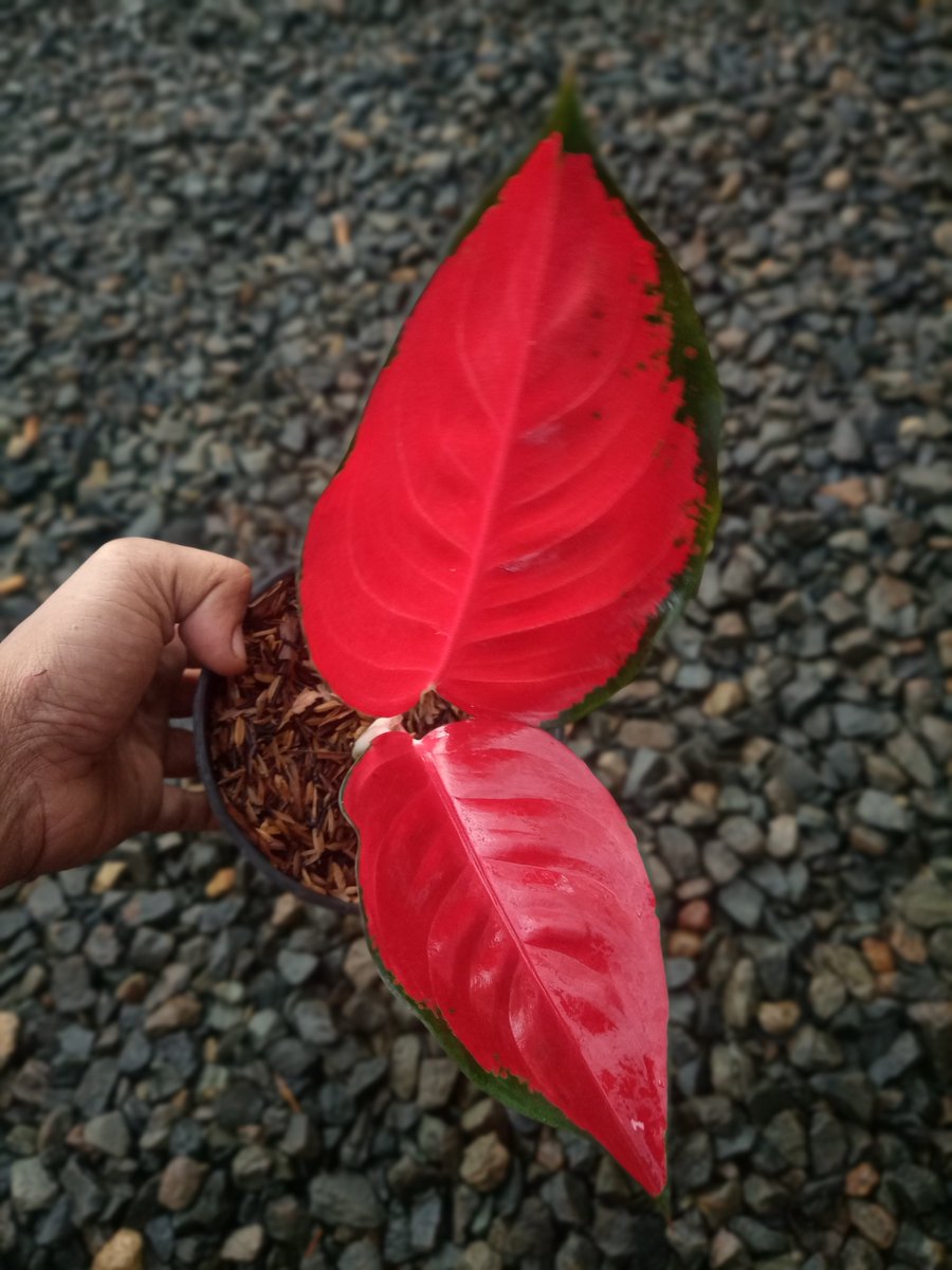 #Aglonema #Aglaonema #Bigmouth