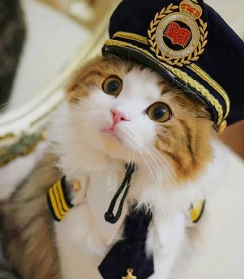 ؘ (@jjunnicat) on Twitter photo 