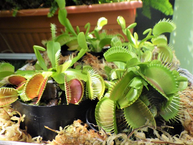 食虫植物専門店 ヒーローズピッチャープランツ 世界らん展22 花と緑の祭典