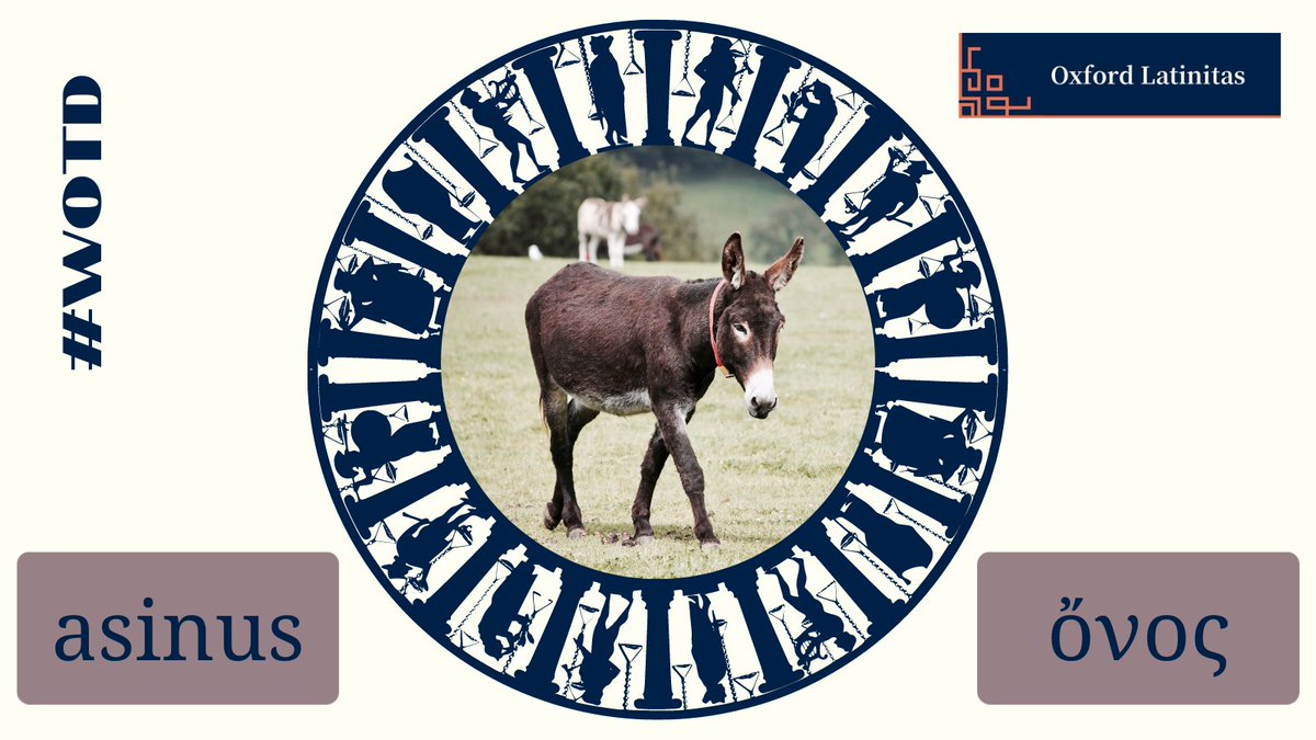 OxfordLatinitas's tweet photo. #WOTD #wordoftheday #studylatin #studyancientgreek #latin #ancientgreek #onlinecourse #oxfordlatinitas #donkey https://t.co/VZ80C6dgqr