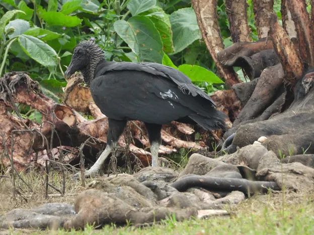 birdlifenepal tweet picture