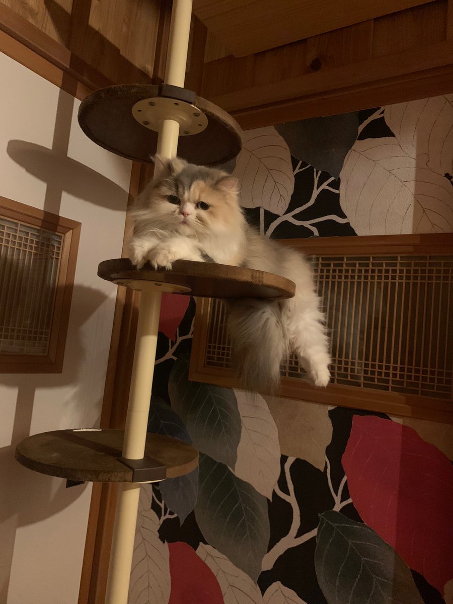 はまぐり tweet media