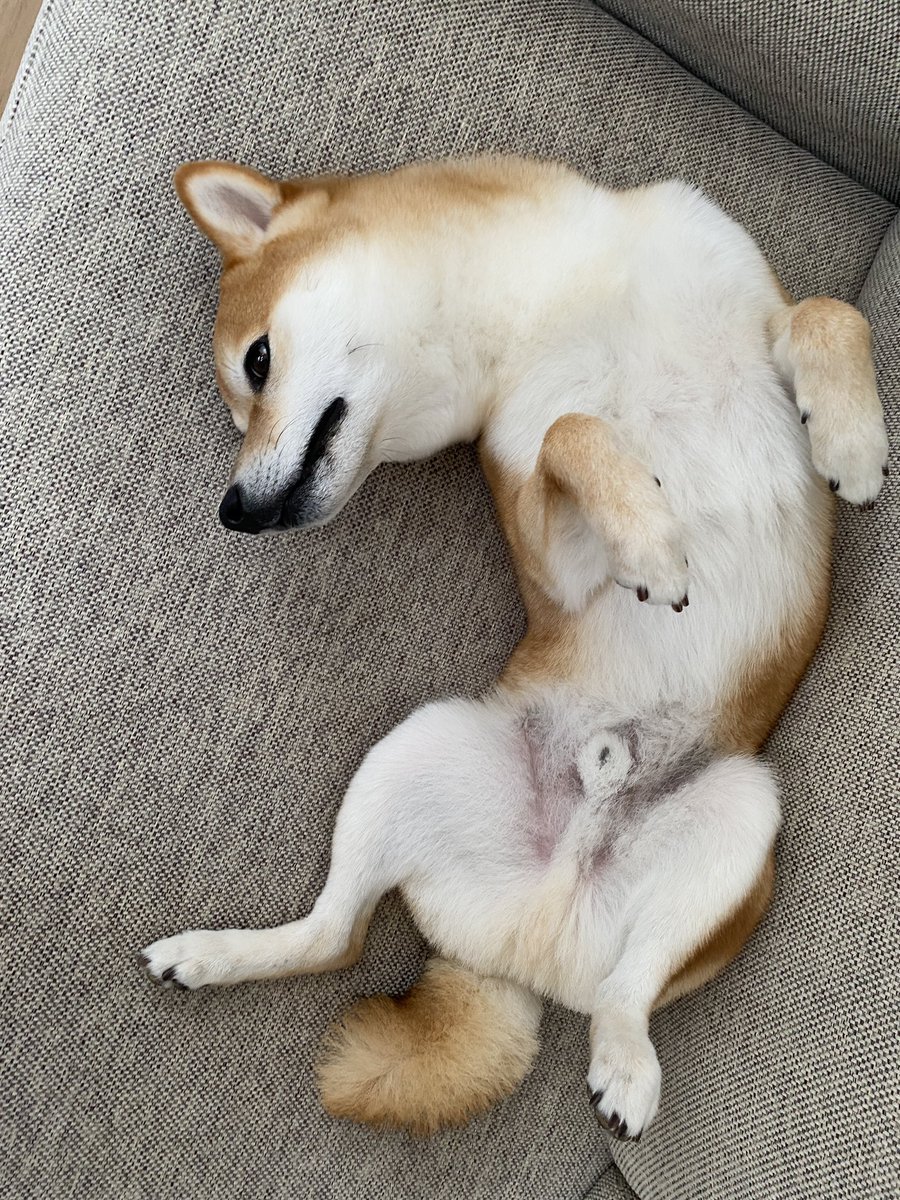 クマめっちゃいる アラスカで熊がシャケをとって食べるライブカメラがすごい かあちゃんが真面目にシャケ取ってるのに小熊が遊んでる Togetter