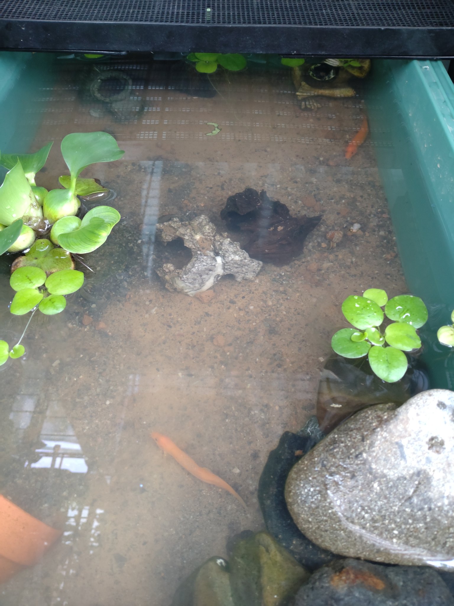 𖠋こびと めだか 盆栽𖠋 色々悩んだ結果 田土混ぜたままのドジョウビオに飛び出し防止で網かけてドジョウ達を戻しました ガンガン土巻き上げるけど 多分この程度ならすぐ水も澄むだろうと 少しでも過ごしやすい環境にしてあげれてたらいいな