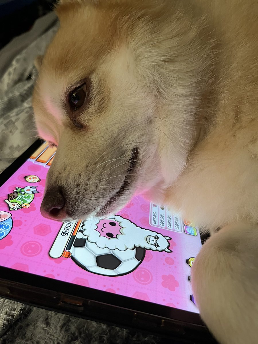 Jessianne44's tweet photo. “Oh were you going to do something other than pet and admire me??? Watch how wrong u r mom..”-@DPomsky 
so cute I’m not even mad plus he saved me in a nightmare last night so TAKE THE IPAD 🥲 https://t.co/0CF4AgLwIa