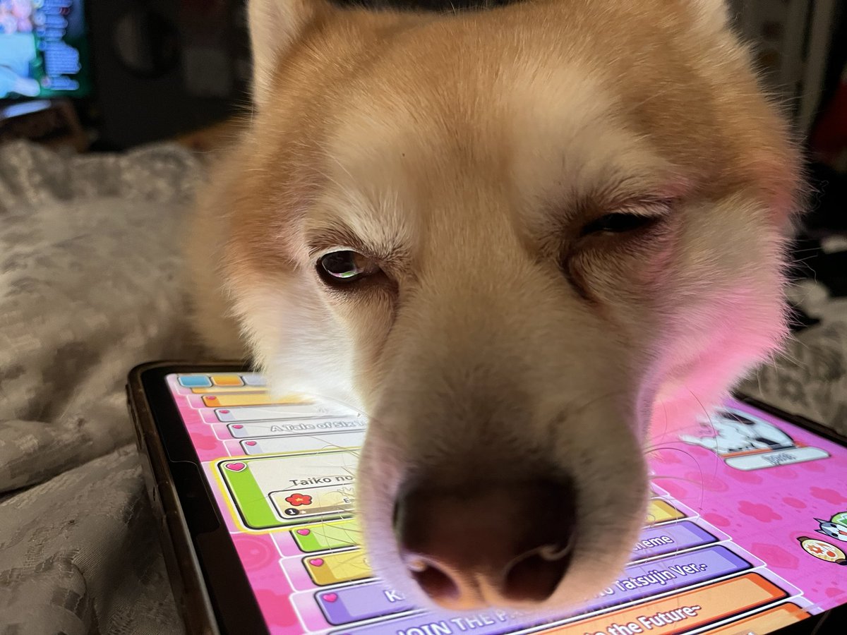 Jessianne44's tweet photo. “Oh were you going to do something other than pet and admire me??? Watch how wrong u r mom..”-@DPomsky 
so cute I’m not even mad plus he saved me in a nightmare last night so TAKE THE IPAD 🥲 https://t.co/0CF4AgLwIa