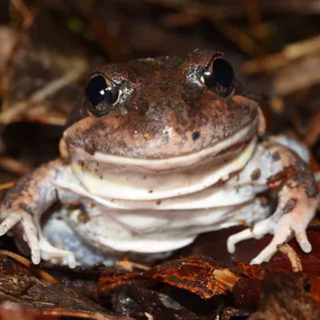 #ICYMI, I’m looking for someone to join my team and work with me on the #ecology and #conservation of Australian #frogs. Field & lab work, 2 years full-time #job. Applications close 18 July. iworkfor.nsw.gov.au/job/technical-… More about our team: australian.museum/learn/collecti…