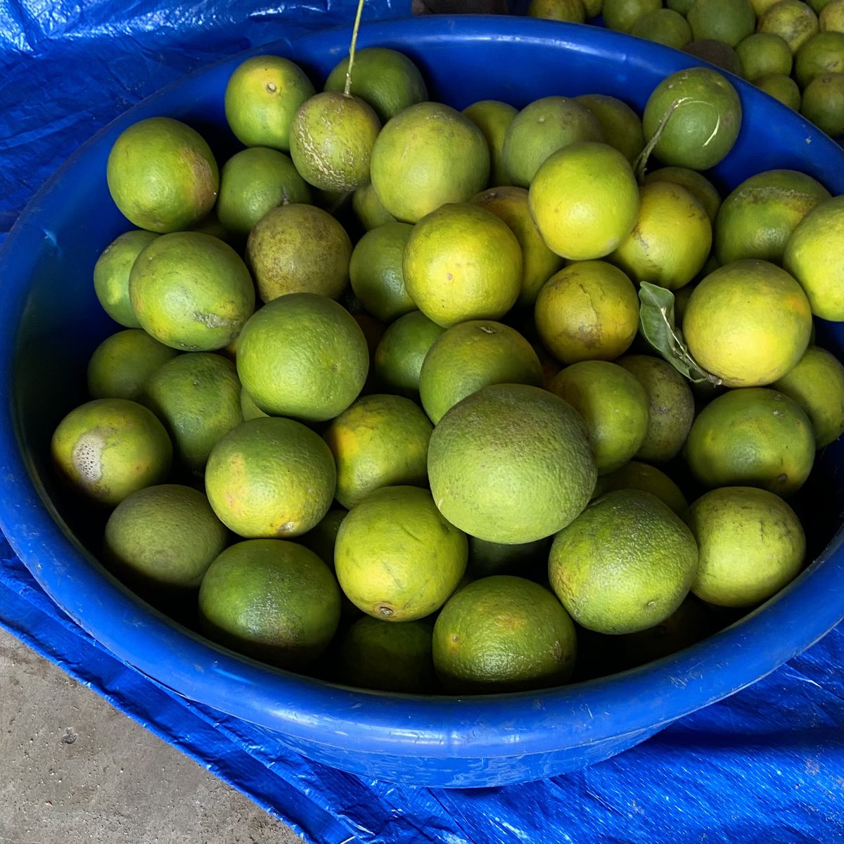 The Baobab Home tweet media