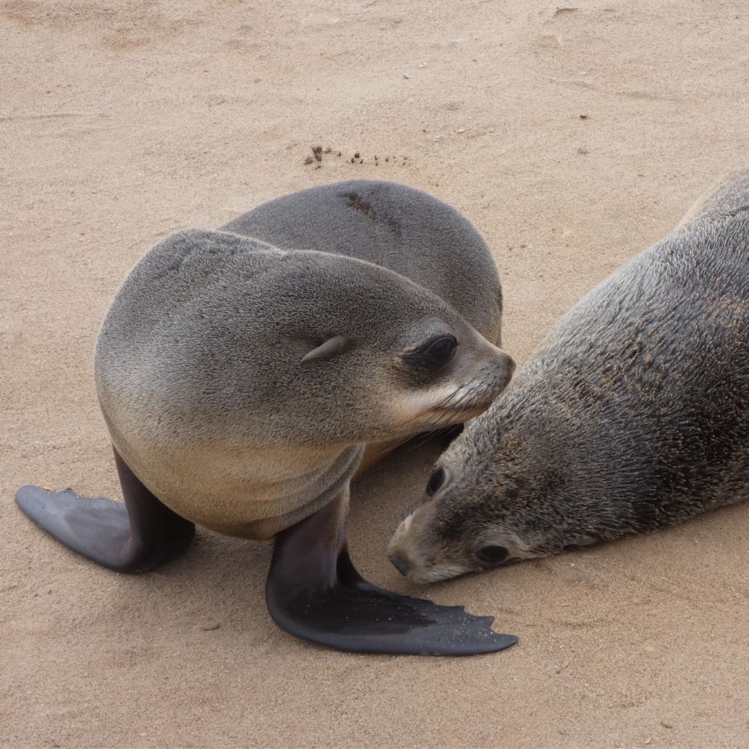 cornwallsealGRT's tweet photo. Australia’s sea lions use many different senses to communicate, all are vital in the mother-pup recognition process.
At closer range, visual cues help a female to spot her pup in a colony based on colour and body size.
To discover more visit: https://t.co/Wk2D88DkUw
#Seallion https://t.co/YRxXp8Dwji