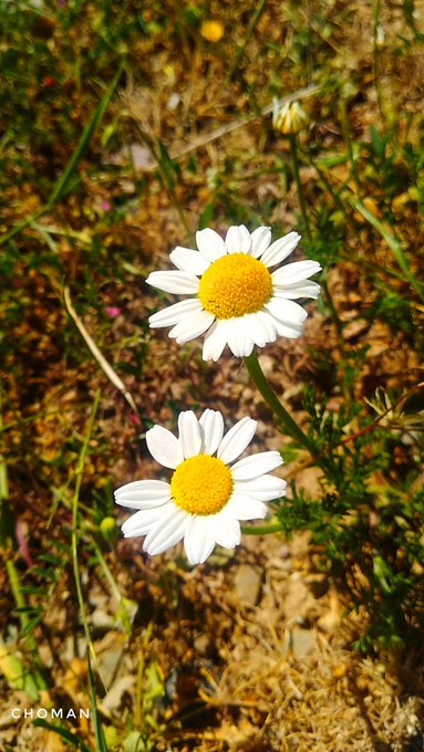 SalmaAkhtar34's tweet photo. natural flowers 🌺🌹🌷🌼
#NaturePhotography #naturer #Flowers #wednesdaythought #Wednesdayvibe #morning @Onkar50640632 #DrAlamsPeterObi #photo #photography #spring https://t.co/OaskpmCJRA