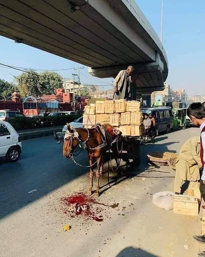 Tariq Bhat tweet media