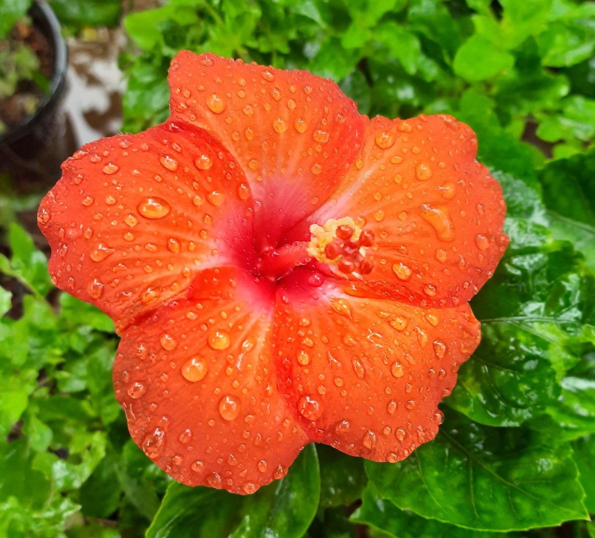 Karus123SB's tweet photo. अश्रुभरल्या डोळ्यांनी
आभार मानिले पावसाचे...
ना कळू दिले दुःख त्याने
इतरांना माझ्या मनाचे...

#copied #माझाक्लिक 🌺 https://t.co/aZDuf2tkro