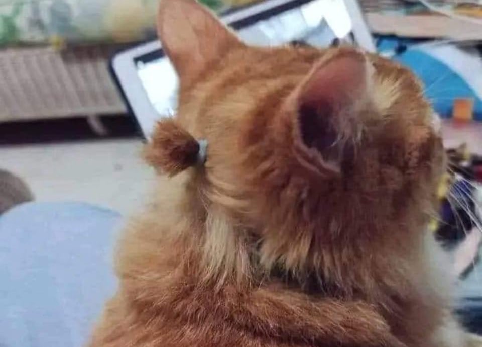Peluditos_'s tweet photo. Nadie:
La morra que tiene el cabello corto y se hace una coleta: https://t.co/aYQJqfTE7Y