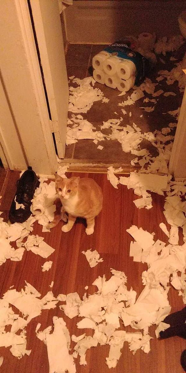 nocontextscats's tweet photo. https://t.co/TVkdT9VQF1