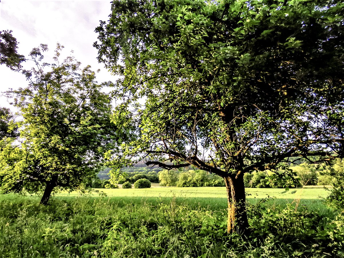 When the morning slowly gets warmer, the birds sing a morning concert, there is a promise of a wonderful day in the air. I wish my beloved and much appreciated fellow inhabitants of planet Earth a beautiful good morning and a blessed day and that your wishes come true.❤️💙💚🌳🌱