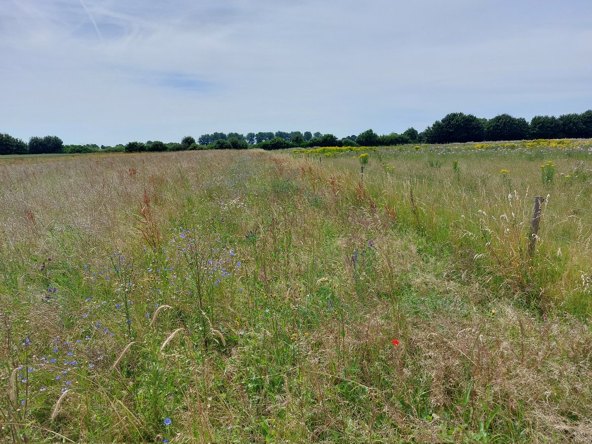 l_vanderburgh's tweet photo. In de Burchtkamp experimenteren we (al aantal jr) met natuurinclusieve landbouw. Deels begraasd, deels akkerbouw. En met prachtige resultaten! Gisteren o.a. tientallen bruin blauwtje, dikkopje (beide nieuw!), kleine vuurvlinder, dagpauwoog en honderden bruine zandoogjes. https://t.co/KRsdIqCqkZ