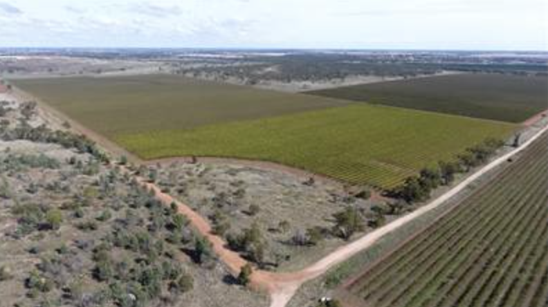 Foleys Corner Vineyard - Premium Winegrapes &amp; Water Entitlements wineindustryrealestate.com/RealEstate/fol…