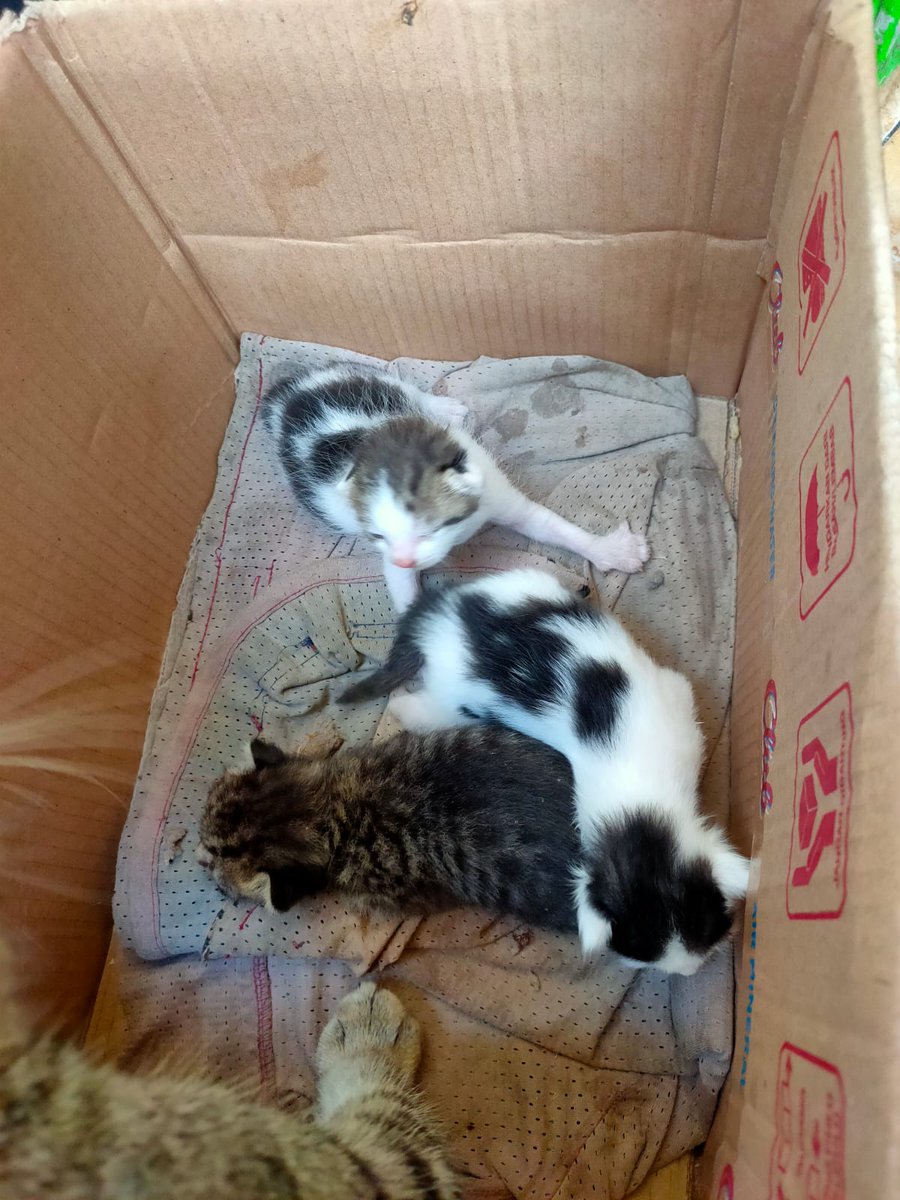 Dianisyati's tweet photo. ❗ NEED ADOPTER URGENT❗

3 KITTEN + 1 INDUKNYA

Harus adop semuanya ya, jangan terpisah :(
Karena aku ngga bisa keep lama-lama :(
Kasian kalau harus dibuang :(

Lokasi: Medokan Semampir, Surabaya Timur.

Yang berminat bisa langsung dm aku ya guys! TIA! 🥺🥰 https://t.co/n2wEVzK8GE