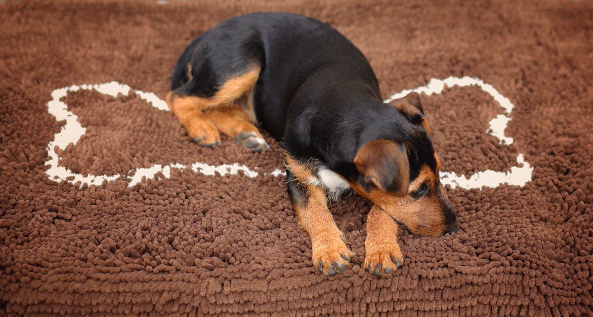 Save floors from muddy paws with a super absorbent #doggy #doormat from @Soggydoggy_UK Also fab for a rub down after walkies 🐶💦 Save 15% with DOTTY15 dotty4paws.co.uk/product/soggy-… #EarlyBiz #dogsoftwitter