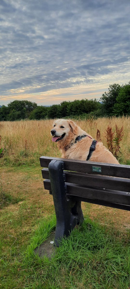 Good morning 🌄 I'm out before it gets too hot 🔥 
#GoldenRetrievers #DogsofTwittter #UKHeatwave