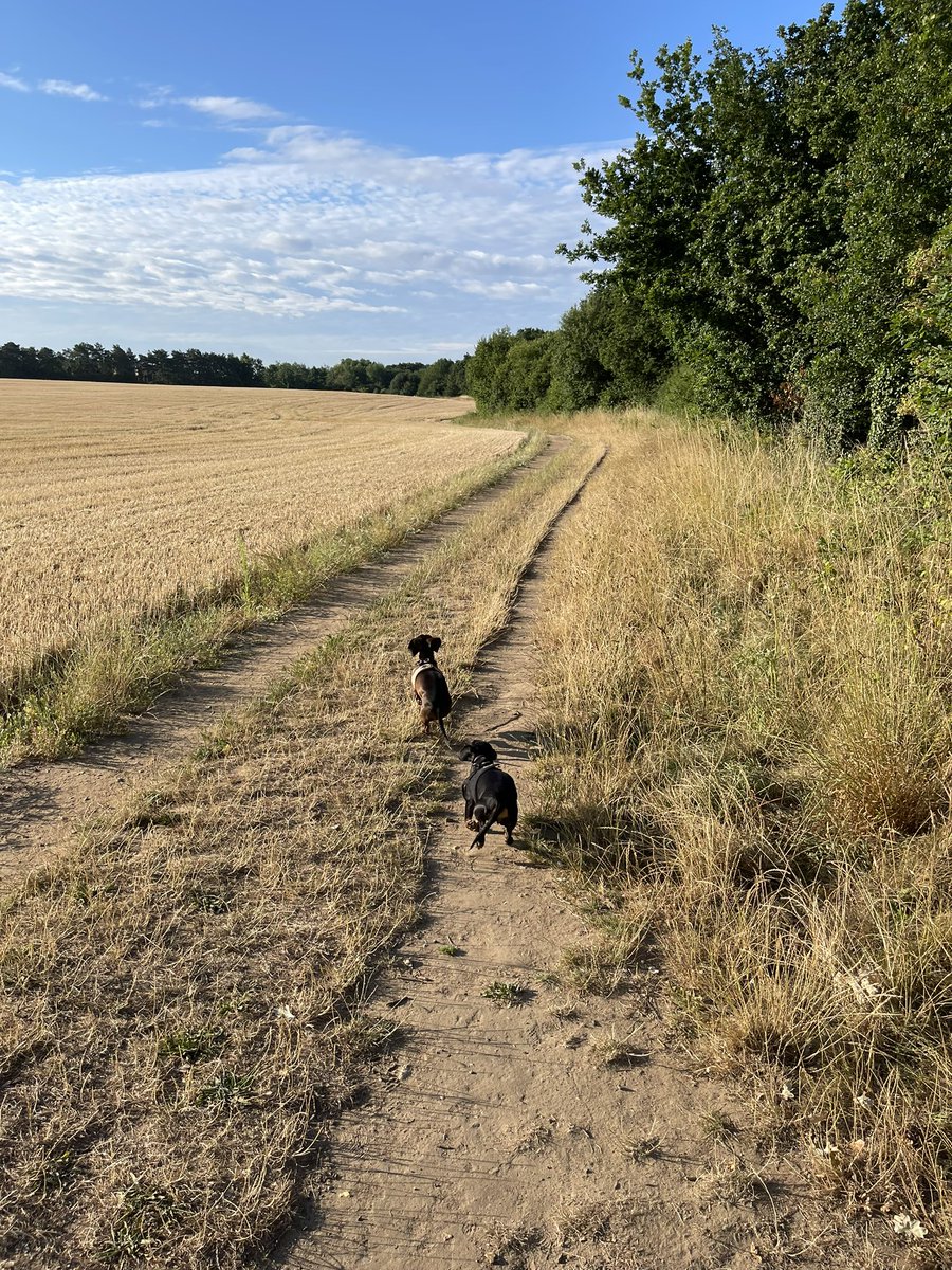 Phil_Coates_76's tweet photo. Another fine day in #NelsonsCounty #Dachshunds are enjoying the morning sun https://t.co/FXw30lGnKZ