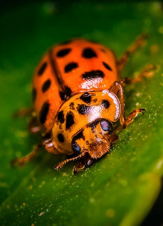 TheTiny_Earth's tweet photo. Let's go: #Ladybird or #Ladybug Day 😍🐞 Show your shot of them in the comments down ⬇️😊

#nikon #nikonphotography #photo #photography #photooftheday #PHOTOS #nature #NaturePhotography #twitter #viral #animal #outdoors #wildlife #TwitterNatureCommunity @NikonUSA @NikonEurope https://t.co/Zy1WlVHOVE