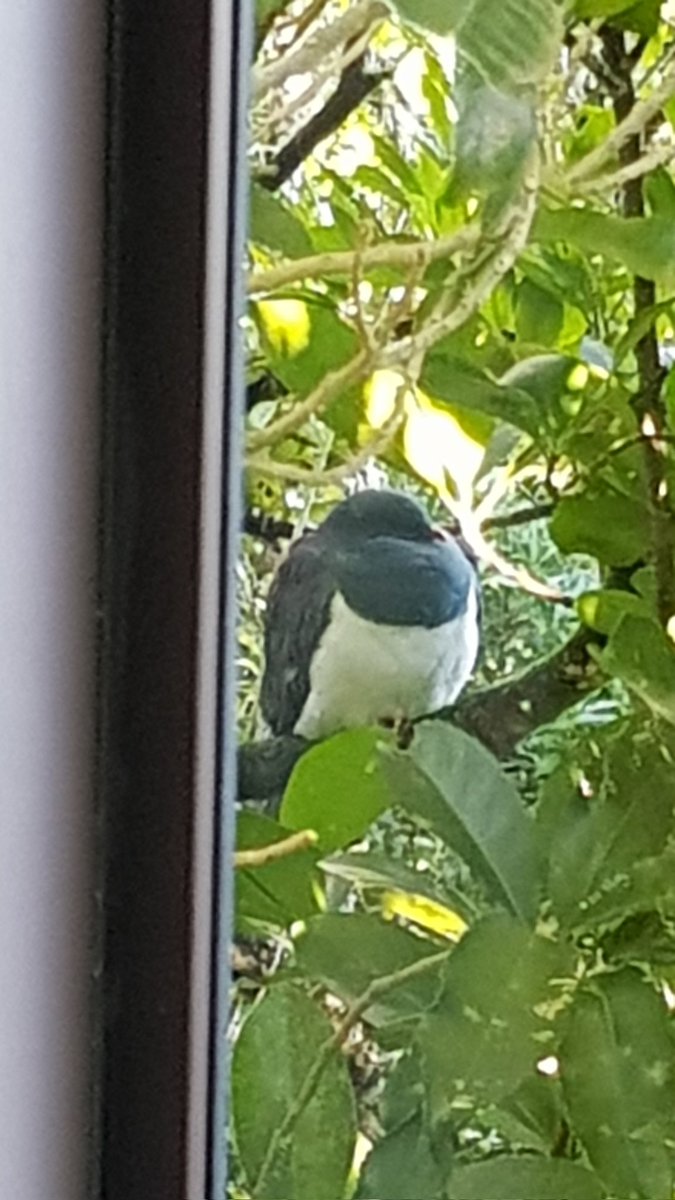 DavidScott76's tweet photo. @Rarghwoolf Best part of working from home for me is this Kereru that pops by for naps. https://t.co/4NCwRaFbp8