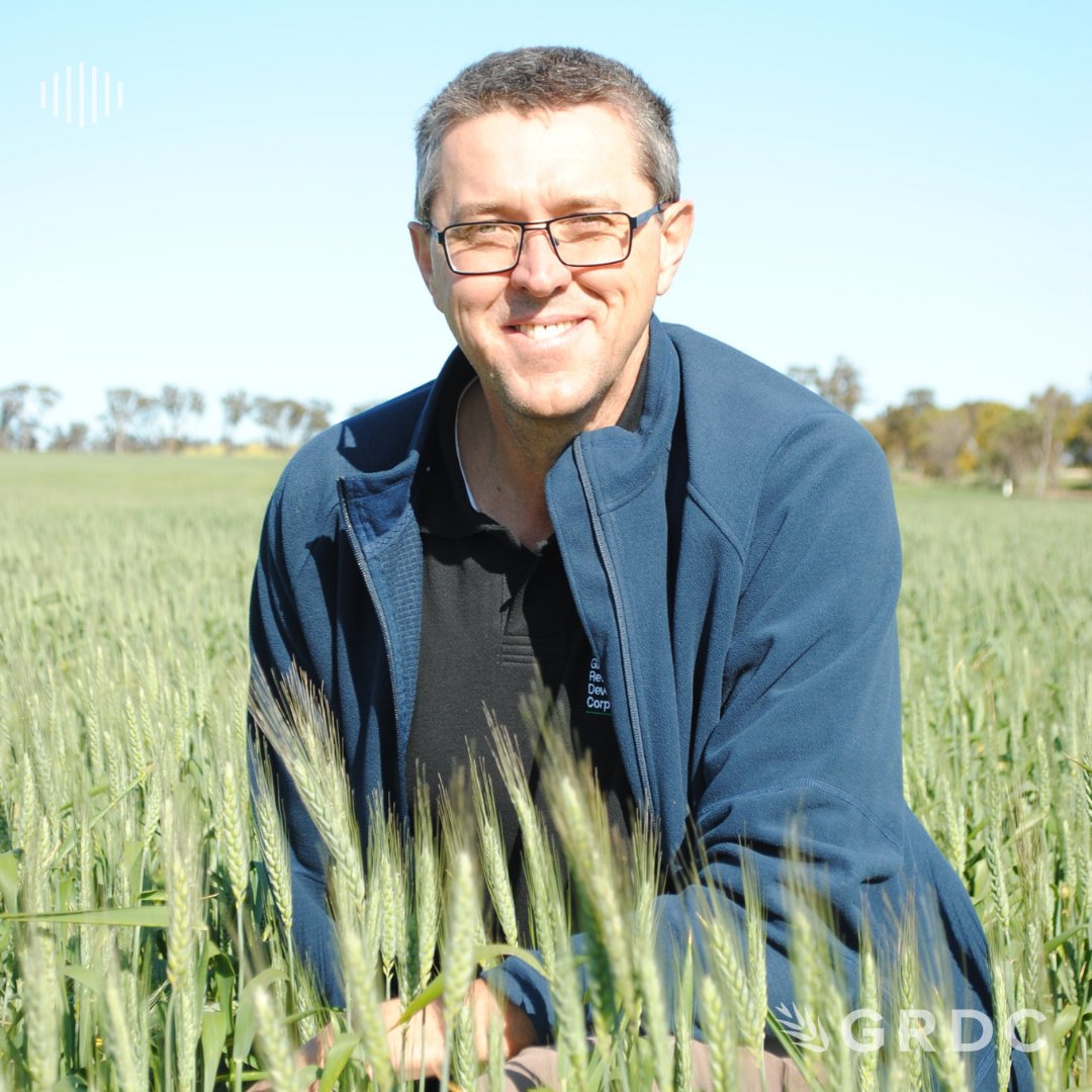 theGRDC's tweet photo. 🎙️ NEW PODCAST 

Long coleoptile wheat is getting a lot of interest after promising results from paddock-scale trials. 

In our latest podcast, Dr. Greg Rebetzke, @CSIRO plant geneticist, talks about the research that's got growers excited ⬇️

https://t.co/TVu4SYvIki https://t.co/QAdws84sg4