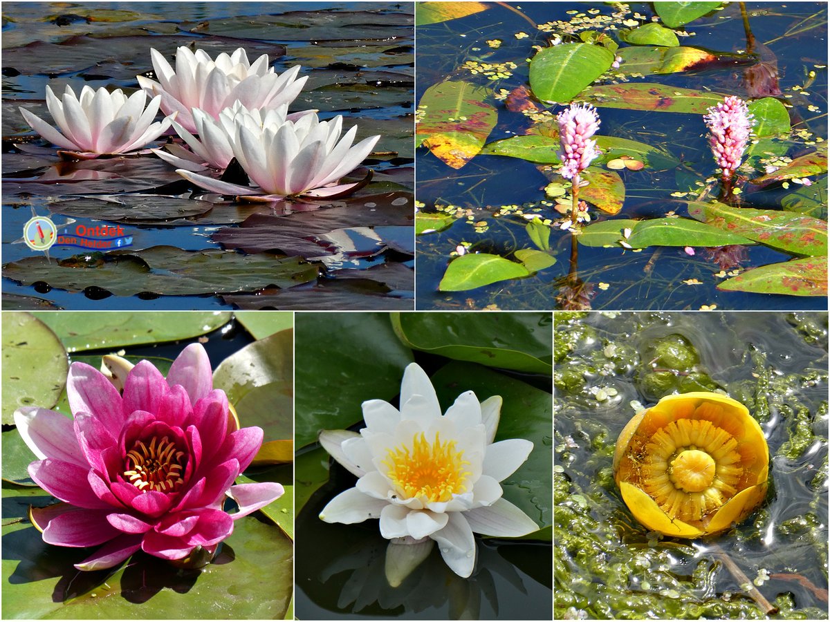 ontdekdenhelder's tweet photo. #waterplanten in de #vaarten van #DenHelder - ook die geven #kleur aan de #natuur - #Flowers #nature #colors #wednesdaythought #PortfolioDay https://t.co/Loh3fOF8LI