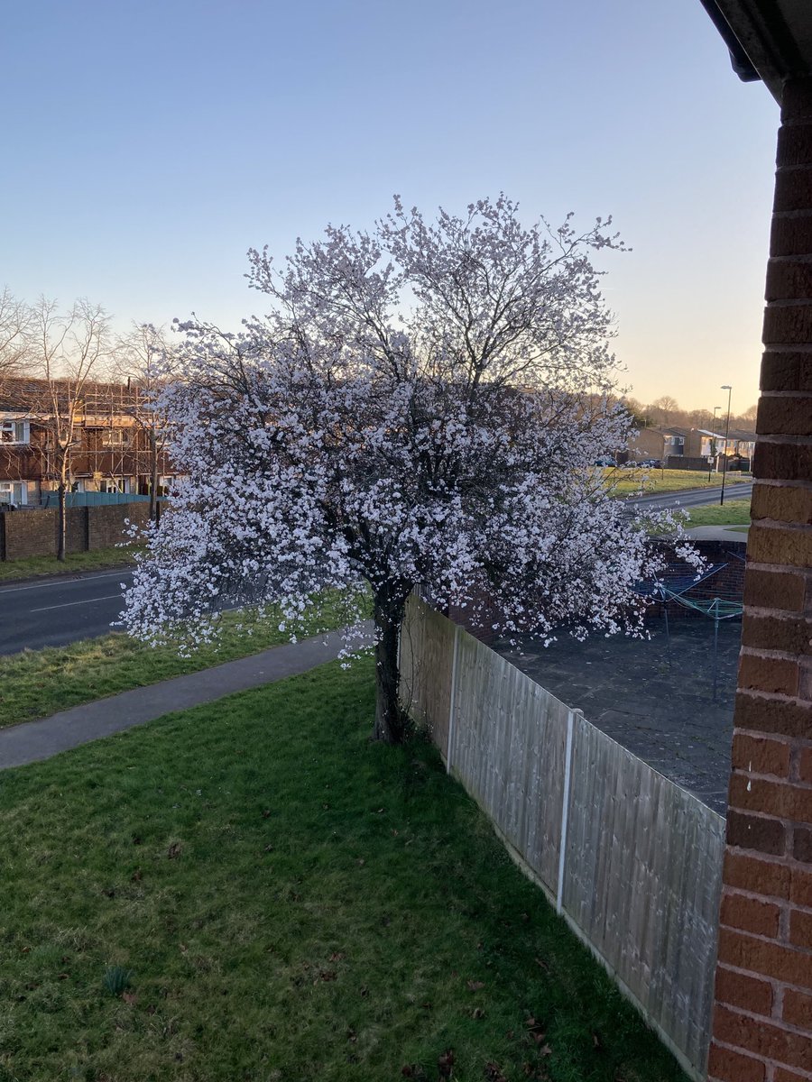 Today I thought, during my one minute strike for the climate , about nature and how it regenerates every spring with beauty and freshness. We are so lucky. We must look after the treasures we have. #11thhourforclimate