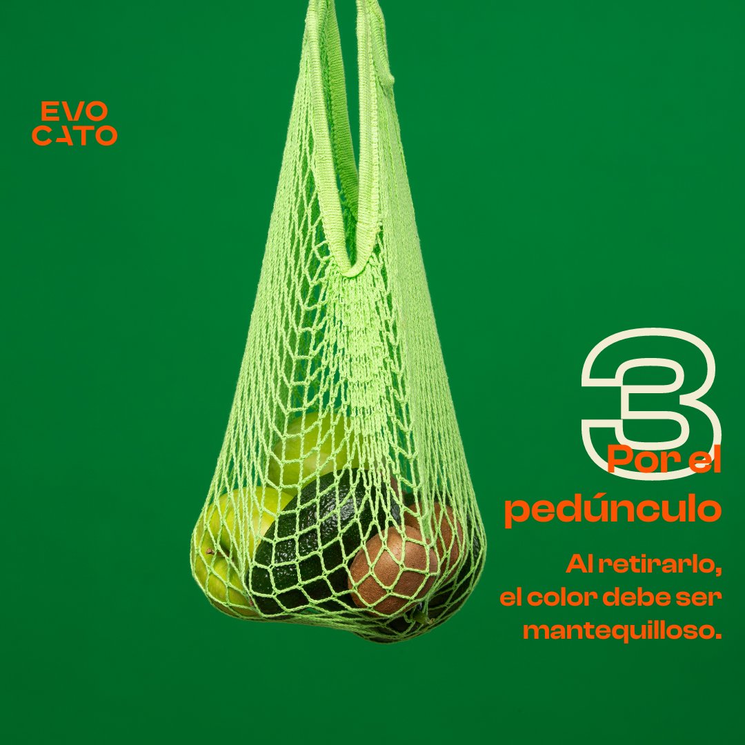EvocatoOptimo's tweet photo. ¡Sí!¡Estamos ultimando una herramienta para detectar el grado óptimo de maduración del #aguacate 🥑 Pero, mientras  te dejamos estos 4 tips para saber si está  en el punto exacto 👇🏻

#IA #Avocado360 #OnTech #AlimentacionSaludable https://t.co/doQxiEi6FU