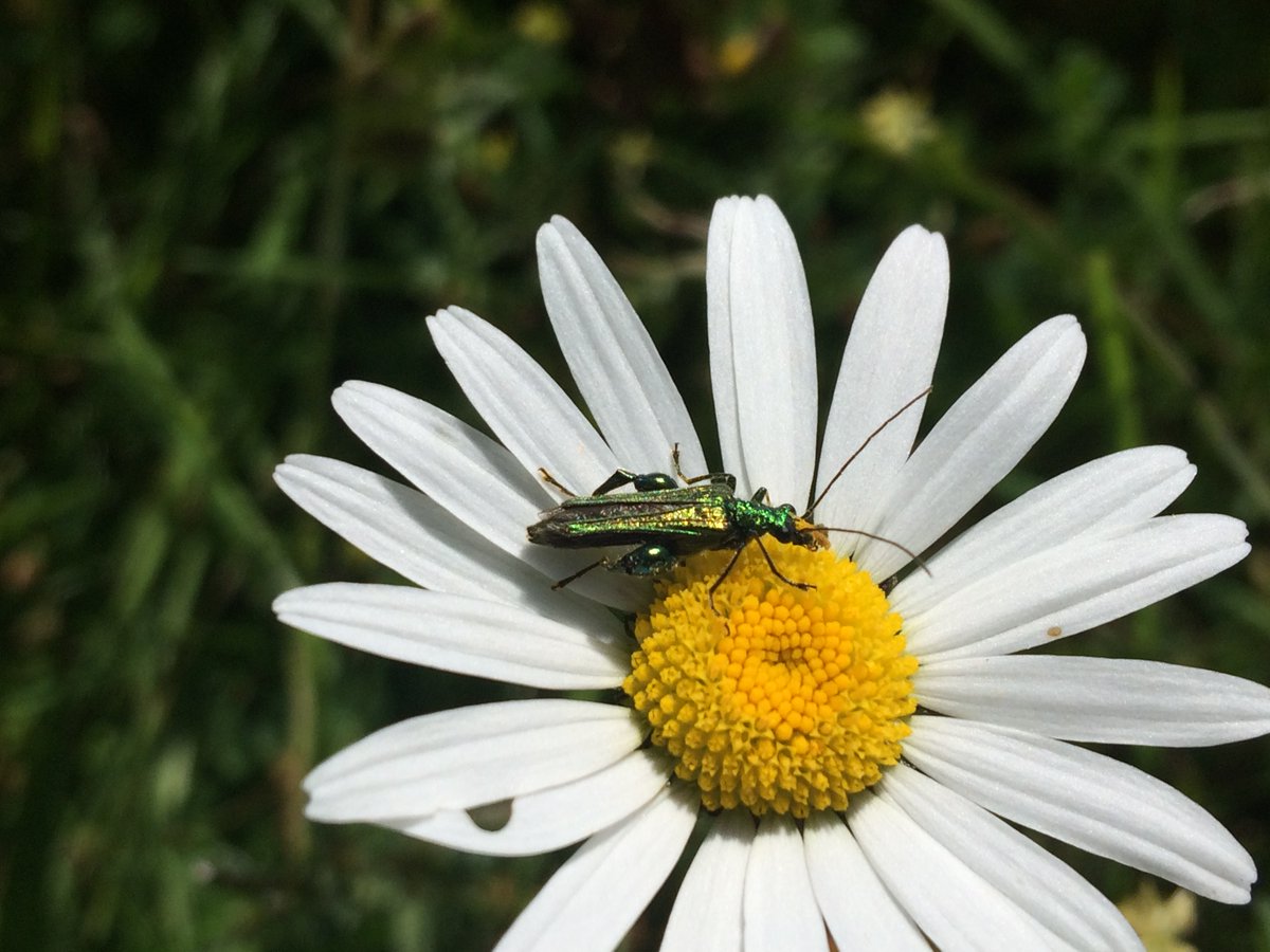 Love_plants's tweet photo. Trending: Wilder gardens lawns that bees & butterflies dig. Our #EveryFlowerCounts lawn survey is go! Take part to discover what flowers are on #NoMowMay #KneeHighJuly lawns! Survey open to all & helps us better understand grasslands https://t.co/I1fFb7Gvy6 #WednesdayMotivation https://t.co/KIn51hscI8