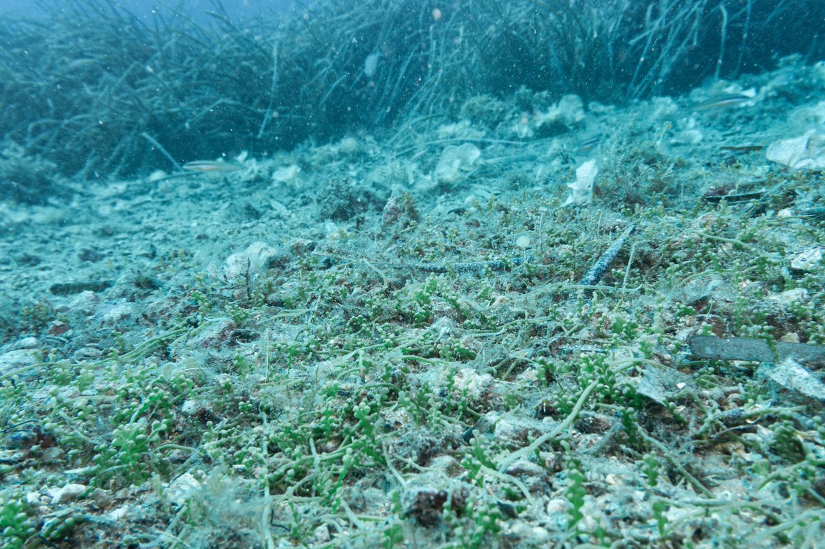 seguimentmari's tweet photo. El programa de seguiment marí detecta per primer cop la presència de l'alga invasora C. cylindracea al PN del Montgrí, les Illes Medes i el Baix Ter. S'han observat dues taques petites a les Illes Medes i Cala Montgó. També s’ha observat a Cala Pelosa, al PN de Cap de Creus https://t.co/relosYYLiL