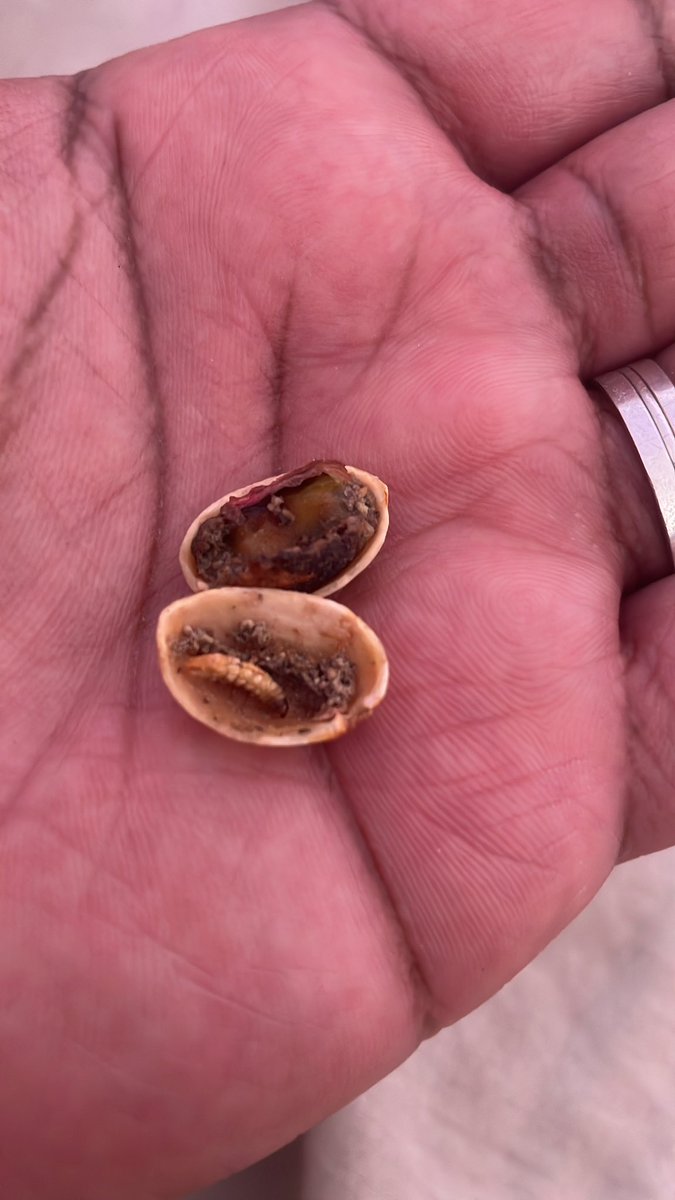 TheRealPA's tweet photo. @LidlGB look what I found in my pistachios https://t.co/85MtDr2rlV