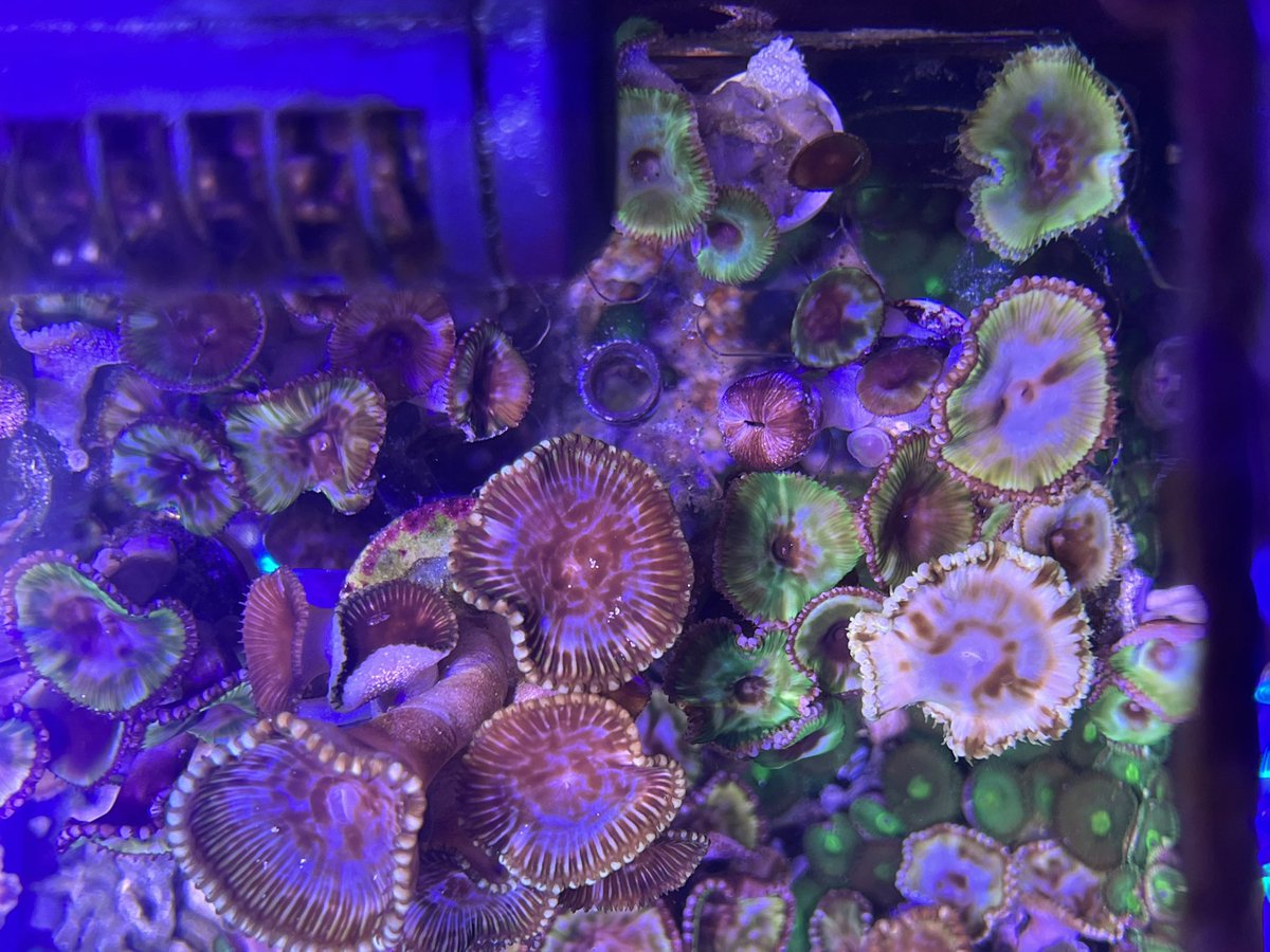 Rscoral2's tweet photo. カリブ産の西洋シメジ　養殖再開します☺️ヤフオクでは、随分と暴落していますが😭　#grandispolyp #sunzoanthid #protopalythoagrandis #サンゾアンシッド https://t.co/UnMAcdGMUq