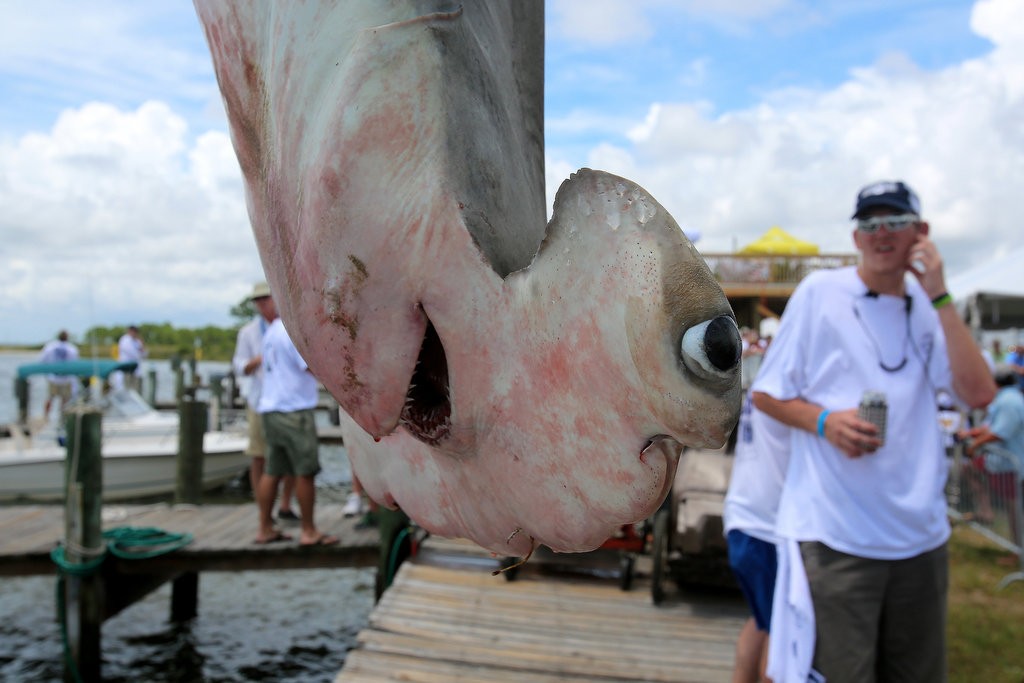 Alabama Deep Sea Fishing Rodeo (14-17 July) STARTS TOMORROW!

On the target list will be critically endangered sharks.

Unbelievably the rodeo is sponsored by corporations like <a href="/CocaCola/">Coca-Cola</a>, <a href="/chevrolet/">Chevrolet</a>, <a href="/YamahaMotorUSA/">YamahaMotorUSA</a>, <a href="/Diageo_NA/">Diageo North America</a> and <a href="/iHeartRadio/">iHeartRadio</a>.

Read more facebook.com/BluePlanetSoc/…