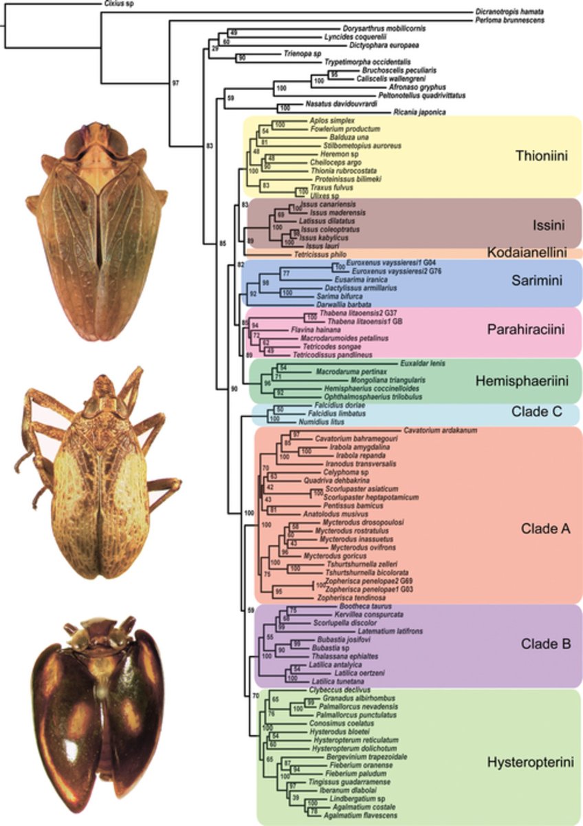 Systematic_Ent's tweet photo. From modern to classic: #Classification of the #planthopper family #Issidae (#Hemiptera, #Auchenorrhyncha, #Fulgoroidea) derived from a total-evidence phylogeny
https://t.co/saPKHWtOLM
#biogeography #molecular #phylogeny #morphology #taxonomy https://t.co/PHiH83toD1