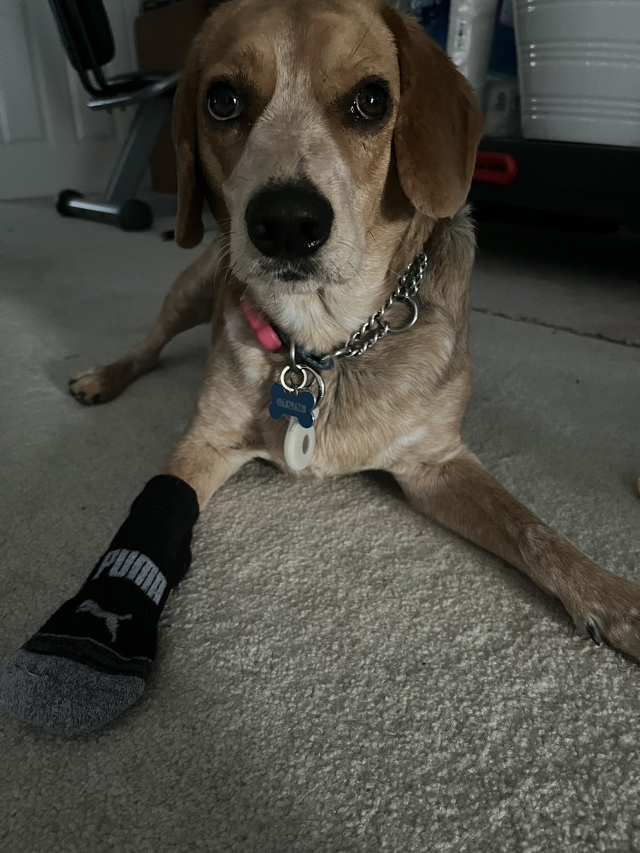 I stole the sock. So I had to wear the sock. How rude.