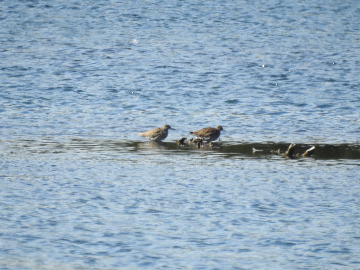 Grahame Hopwood (@whisbynatureres) on Twitter photo Common Tern surveying on Teal Lake this a.m. was livened up with 3 Garganey, 1 Blk-tailed Godwit, 2 Redshank, 1 Snipe and a Yellow-legged Gull. <a href="/PaineMick/">Mick Paine</a> <a href="/LWTWildNews/">LWT Wild News</a> <a href="/Lincsbirding/">Lincsbirding</a> Common Tern surveying on Teal Lake this a.m. was livened up with 3 Garganey, 1 Blk-tailed Godwit, 2 Redshank, 1 Snipe and a Yellow-legged Gull. <a href="/PaineMick/">Mick Paine</a> <a href="/LWTWildNews/">LWT Wild News</a> <a href="/Lincsbirding/">Lincsbirding</a>