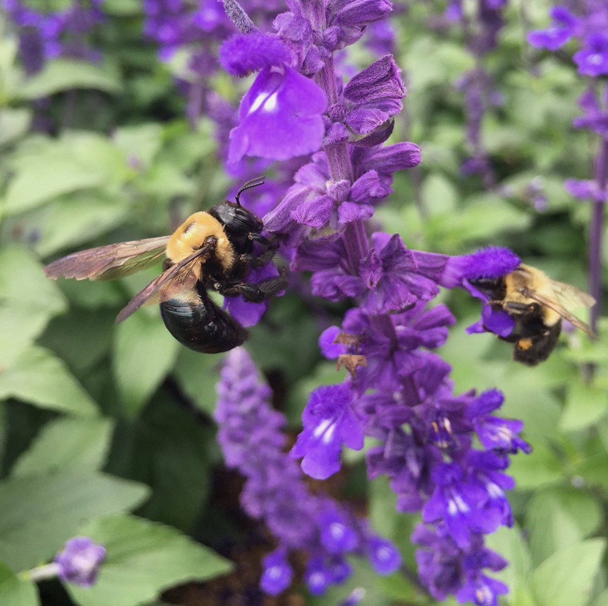 NigelERaine's tweet photo. Calling all #pollinator tweeps. The excellent International Conference on #Pollinator Biology Health & Policy #PollCon23 returns @penn_state in its 5th incarnation 3-6 June 2023. Registration & abstract submission details can πfound here: https://t.co/ecBzv4huEc @PSUPollinators https://t.co/mCu4WMhCIt