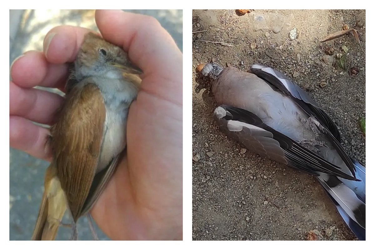 Si us plau, poseu aigua als balcons i terrasses, nosaltres tenim aires condicionats i ventiladors, però amb aquestes temperatures, els animals urbans moren agonitzant de calor. També podeu remullar el voltant de les fonts. Un petit gest pot marcar la diferència. Gràcies.