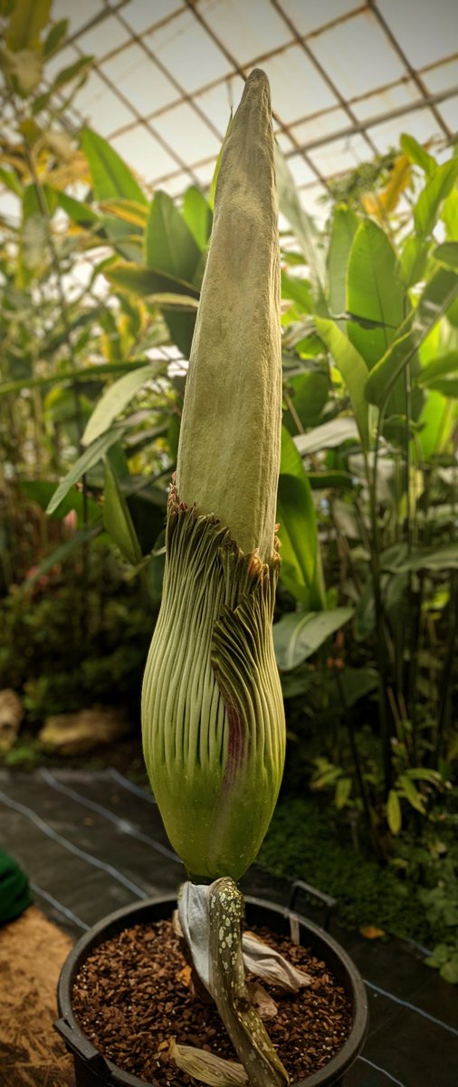 Our youngest Titan is still zooming upwards. Will this one beat its older sibling in height? It already has in girth! #Amorphophallus #TitanArum #ImBaby #BigPlants