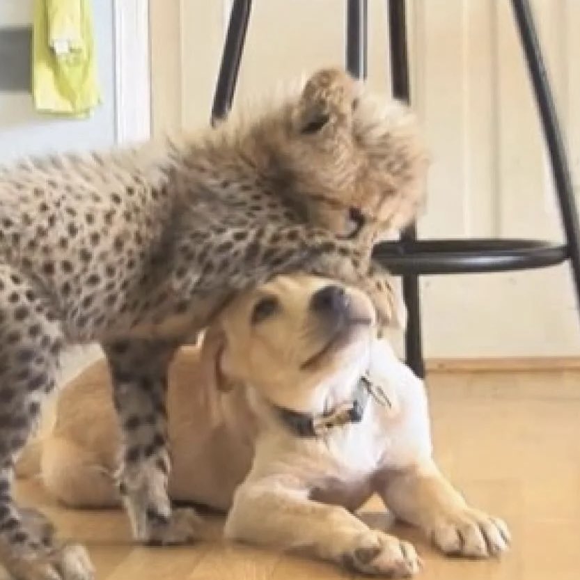 chaewon and yunjin are not beating the baby cheetah n puppy allegations anytime soon