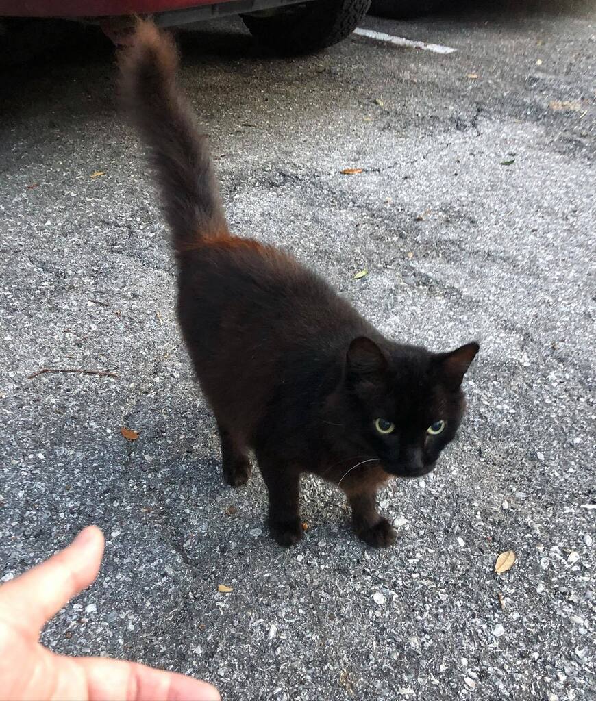 Nummymuffin's tweet photo. Look who saw me off to work today! #Taz #guardcatonduty #respectthevoid π€β€οΈπββ¬ https://t.co/bUH0J0T5rC https://t.co/AVlbW7arBz