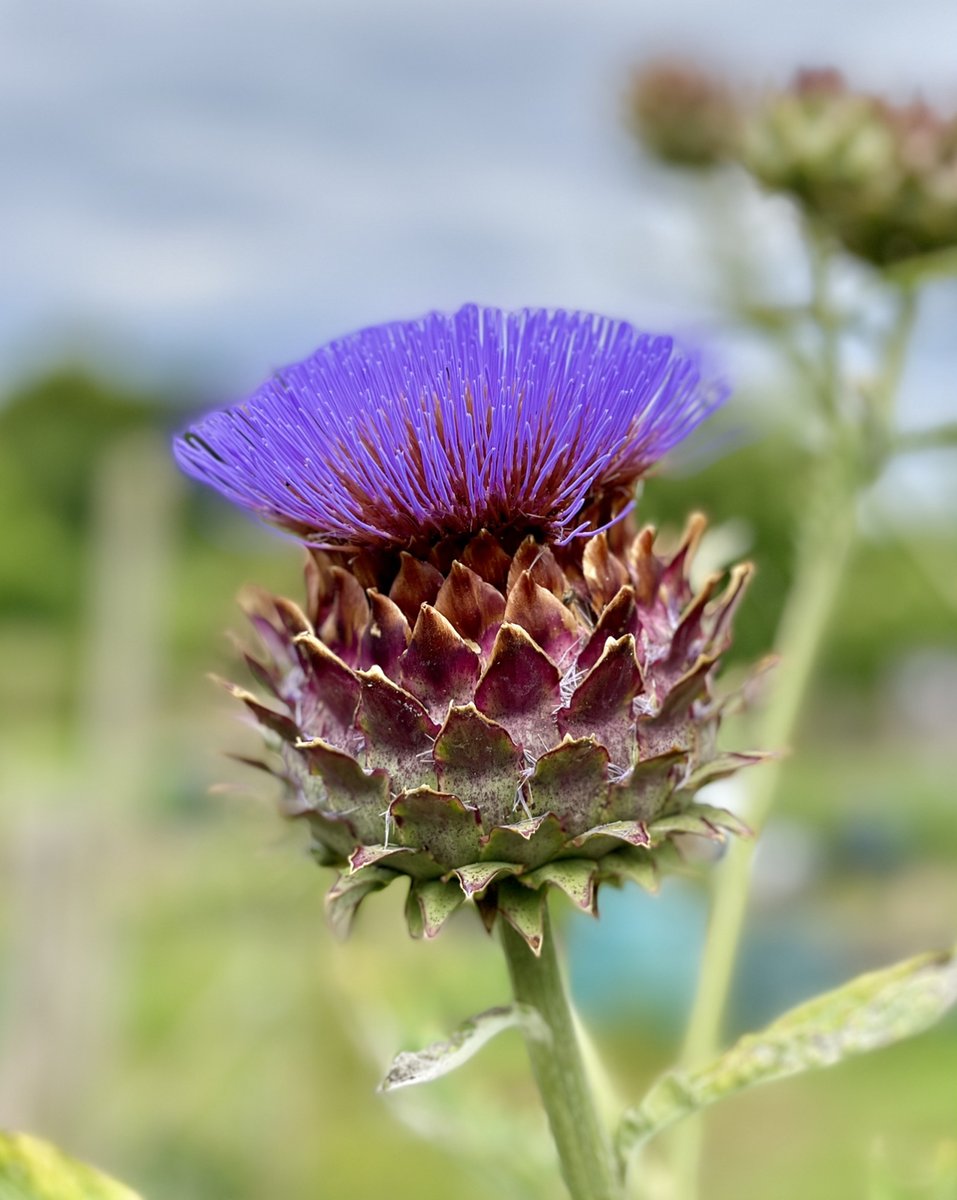 CropShots's tweet image. Cardoon flowers  just getting going a tad earlier than usual?