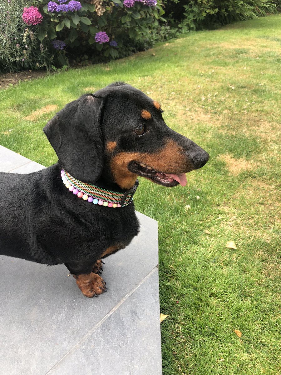 This is Jenny - arrived today after being saved from the Dog Meat Trade in Korea - such a privilege to foster her. No more fear or pain . Amazing work by DMT Dachshund Rescue & Support Group @JaneFallon @rickygervais @RevRichardColes @DMTDRSG @PeterEgan6 @JaneyGodley https://t.co/KLD40NKK1L