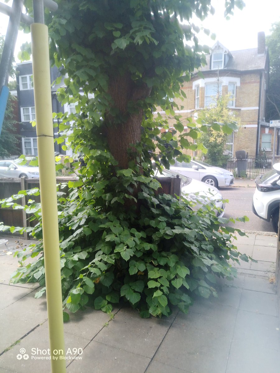 mtjam082016's tweet photo. @SBHGLondon Do you actually plan on cutting our tree this year, or are you waiting for it to completely obstruct the footpath entrance to &amp; from our property? This is covered in the service charges we pay &amp; you increase every year, but do less. It also obstructs the pavement https://t.co/G0X4hseS05