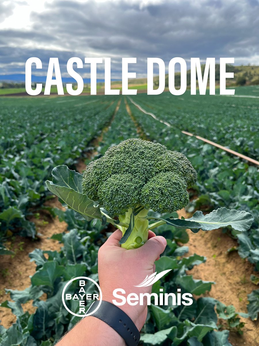 JJSquibb's tweet photo. Castle Dome #Broccoli from Seminis looking the goods around the #LockyerValley at the moment. This variety seems to be a quick maturing type for the Autumn transplant slot. 

#GrowBetterTogether #Seminis #Bayer #Agriculture #Vegetables #Produce #ThankAFarmerForYourNextMeal #SEQLD https://t.co/Ut9cWrzfK9